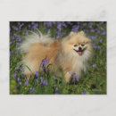 Recherche de regard cartes postales Fleurs