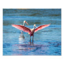 Suche nach rosa spoonbill Florida