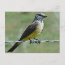 Recherche de oiseau chanteur cartes postales Oiseaux chanteurs