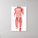 Suche nach muskeln leinwandbilder Medizin