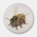 Recherche de miel magnets Nom