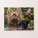 Recherche de yorkshire puzzles Amoureux des chiens