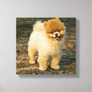 Suche nach hunde spitz kunst Niedlich