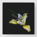 Recherche de iris horloges Floral