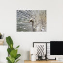 Recherche de paon posters Tropical