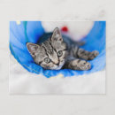 Suche nach cute animals postkarten Pet