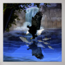 Suche nach amerikanischer vogel poster Adler