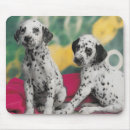 Recherche de chien dalmatien tapis souris Photographie