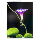 Recherche de gloire photographie Floral