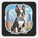 Recherche de bostonterrier Mignon