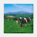 Suche nach holsteiner magnete Tier