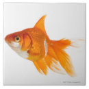 Recherche de poisson rouge carreaux Orange