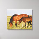 Suche nach fohlen poster leinwandbilder Wildpferd
