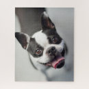Suche nach französische bulldogge puzzle Getty bilder