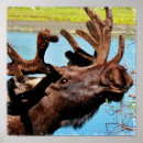 Suche nach elch foto poster Wildtiere