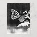Suche nach vintager schmetterling postkarten Natürlich