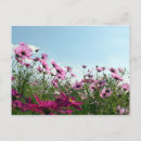 Recherche de cosmo cartes postales Photographie