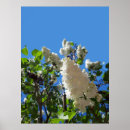 Recherche de seringue posters Fleur