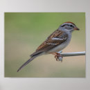 Suche nach finke poster Vogel