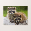 Recherche de raccoon puzzles Animaux