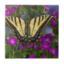 Recherche de papillon carreaux Orange