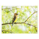 Suche nach zeder waxwing Natur