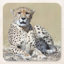 Recherche de masai mara dessous de verres Faune