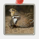 Recherche de caille ornements Chasse