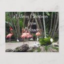 Recherche de palmier rose cartes postales Flamants