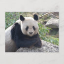 Suche nach chinesische tiere postkarten Niedlich