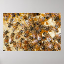 Suche nach imkerei poster Bienenstand