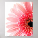 Suche nach gerbera poster Botanisch