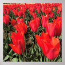 Recherche de ballerina posters Fleurs
