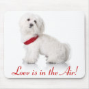 Recherche de bichon tapis souris Chien