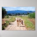 Recherche de âne photographie Cheval