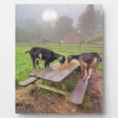 Suche nach ziegen fotoplatten Tiere