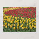 Suche nach keukenhof gärten postkarten Flora