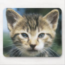 Suche nach draußen mousepads Betrachten der kamera
