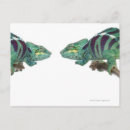 Recherche de nosy posters Reptiles