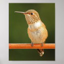 Suche nach vogel fotos poster Fotografie