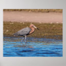 Suche nach florida vögel poster Ozean
