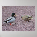 Recherche de duc art Faune