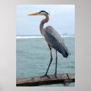 Suche nach great blue heron poster Vogel