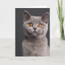 Recherche de shorthair vœux cartes Félin