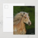 Suche nach haflinger postkarten Bob langrish