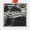 Recherche de coquille ornements Horizontal