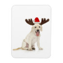 Recherche de laboratoires magnets Animal