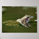 Suche nach frosch poster Wasser