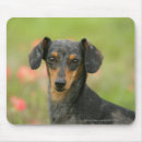 Recherche de chiot teckel tapis souris Teckel miniature lisse haired