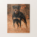 Recherche de chien rottweiler puzzles Animal de compagnie